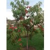 Broskvoň 'Redhaven' - kontejner  Prunus persica 'Redhaven'