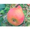 Jabloň 'Zapovězené' - kontejner  Malus domestica 'Zapovězené'