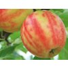 Jabloň 'Karneval' - kontejner  Malus domestica'Karneval'