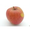 Jabloň 'Bláhovo Oranžové' - kontejner  Malus domestica 'Bláhovo Oranžové'