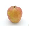 Jabloň 'Bláhovo Oranžové' - kontejner  Malus domestica 'Bláhovo Oranžové'