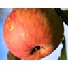 Jabloň 'Muškátová Reneta' - kontejner  Malus domestica 'Muškátová Reneta'