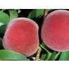 Broskvoň 'Springtime' - kontejner  Prunus persica 'Springtime'