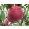 Broskvoň 'Springtime' - kontejner  Prunus persica 'Springtime'
