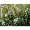 Svíčkovec lindheimeri 'Ellura' - Gaura lindheimeri 'Ellura'  Gaura lindheimeri 'Gaudi White'