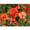 Kuklík 'Fiery Tempest' - Geum 'Fiery Tempest'  Geum 'Fiery Tempest'