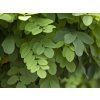 Robinia pseudoacacia Umbraculifera 1200x630 proportionalsmallest