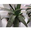 Aloe prav� (Balen� kontejner p14)