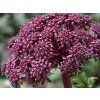 Ornamental und weinrot ist der Bluetenstand von Angelica gigas 1536x1024
