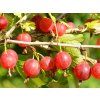 Angrešt 'Hinnonmaki Red'  Ribes uva crispa 'Hinnonmaki Red'