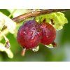 Angrešt 'Hinnonmaki Red'  Ribes uva crispa 'Hinnonmaki Red'