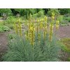 Asphodeline lutea