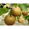 Asijská hrušeň 'Hosui'  Pyrus pyrifolia 'Hosui'