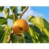 Asijská hrušeň 'Kosui'  Pyrus pyrifolia 'Kosui'