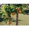 Asijská hrušeň 'Kumoi'  Pyrus pyrifolia 'Kumoi'