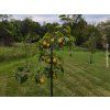 Asijská hrušeň 'New Arirang'  Pyrus pyrifolia 'New Arirang'