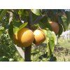 Asijská hrušeň 'Nijiseiki'  Pyrus pyrifolia 'Nijiseiki'