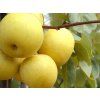 Asijská hrušeň 'Nijiseiki'  Pyrus pyrifolia 'Nijiseiki'