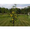 Asijská hrušeň 'Shinseiki'  Pyrus pyrifolia 'Shinseiki'