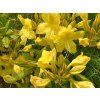 Azalka 'Anneke'  Azalea 'Anneke'