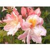 Azalka 'Chanel'  Azalea 'Chanel'