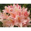 Azalka 'Chanel'  Azalea 'Chanel'