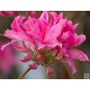rosy light2