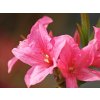rosy light3