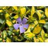 Barvínek menší 'Illumination' - Vinca minor 'Illumination'  Vinca minor 'Illumination'