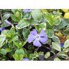 35682 barvinek mensi ralph shugert vinca minor ralph shugert