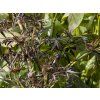 Bez černý 'Black Lace'  Sambucus nigra 'Black Lace'