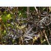 Bez černý 'Black Lace'  Sambucus nigra 'Black Lace'