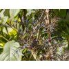 Bez černý 'Black Lace'  Sambucus nigra 'Black Lace'