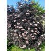 Bez černý 'Black Lace'  Sambucus nigra 'Black Lace'