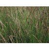 Bezkolenec modrý 'Moorhexe' - Molinia caerulea 'Moorhexe'  Molinia caerulea 'Moorhexe'