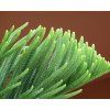 araucaria