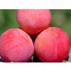 Bluma 'Casselman'  Prunus domestica subsp. italica 'Casselman'