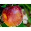 Bluma 'Casselman'  Prunus domestica subsp. italica 'Casselman'