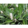 Prunus laurocerasus Caucasica 781787 1