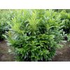Bobkovišeň lékařská 'Caucasica'  Prunus laurocerasus 'Caucasica'