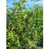 Bobkovišeň lékařská 'Caucasica'  Prunus laurocerasus 'Caucasica'