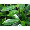 Bobkovišeň lékařská 'Caucasica'  Prunus laurocerasus 'Caucasica'