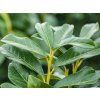 Bobkovišeň lékařská 'Genolia'  Prunus laurocerasus 'Genolia'