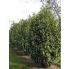 Bobkovišeň lékařská 'Genolia'  Prunus laurocerasus 'Genolia'