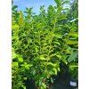 36108 10 prunus laurocerasus novita 1