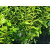 36108 7 prunus laurocerasus novita 2