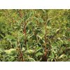 Bobkovišeň portugalská 'Variegata'  Prunus lusitanica 'Variegata'