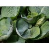 36168 bohyska abiqua drinking gourd hosta abiqua drinking gourd
