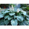 Bohyška 'Blue Angel' - Hosta 'Blue Angel'  Hosta 'Blue Angel'