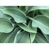 Bohyška 'Blue Cadet'- Hosta 'Blue Cadet'  Hosta 'Blue Cadet'